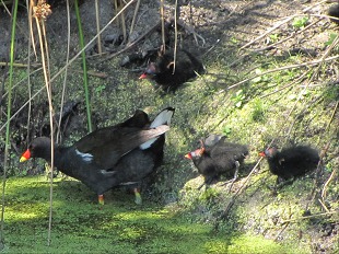 Gallinule et ses poussins